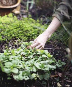 Adding herbs to your garden