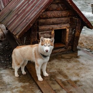 Caring for your pets in cold weather - outdoor shelters