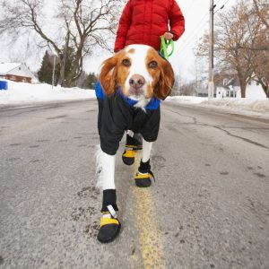 Booties help to keep your pet's feet protect