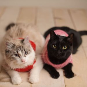 Sweaters keep cats warm in the winter