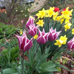 English Gardens_tulips
