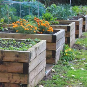 Raised beds