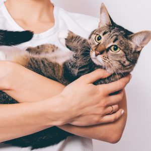 Cat being held