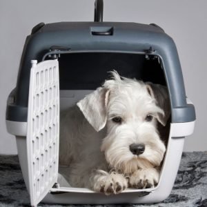Terrier in carrier crate