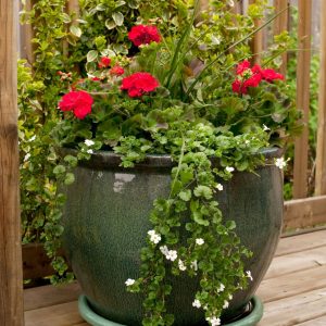 Pretty planters