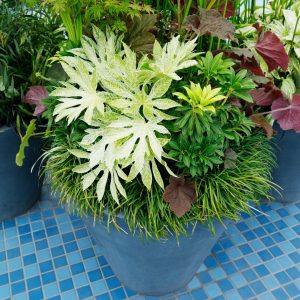 Foliage planter