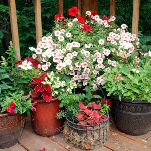 Patio container garden