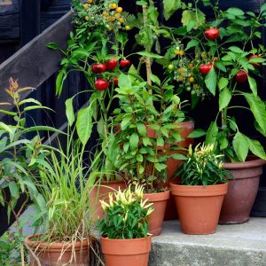 Vegetables in planters