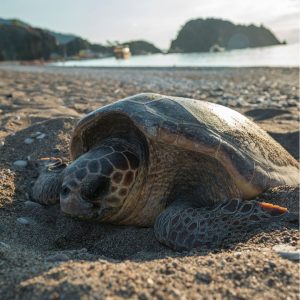 Sea turtle laying eggs on the beach