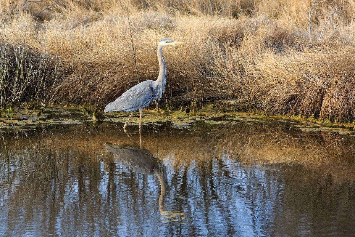 Great blue heron