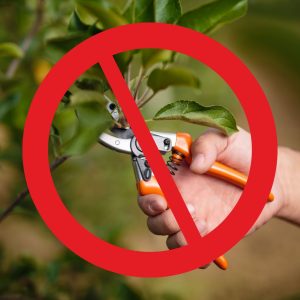 "No" symbol over hand pruning a shrub