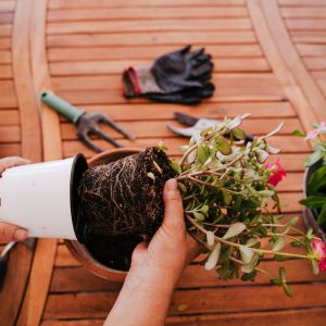 Hands pulling a plant out of its pot