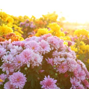 Variety of chrysanthemums in evening sunlight