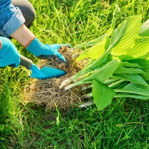 Person dividing a hosta plant with a spade