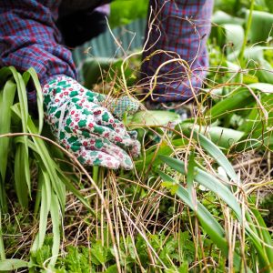 Gloved hands weeding an overgrown garden