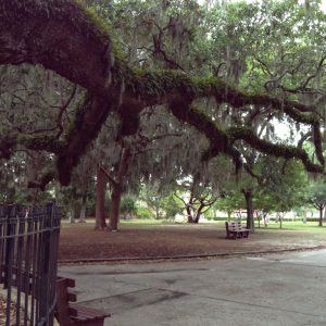 ancient tree limbs covered with spanish moss