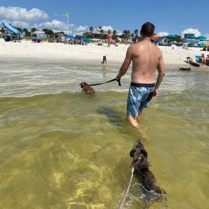 Man with dogs in water