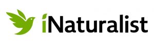 Green bird in flight ahead of Inaturalist logo on white background