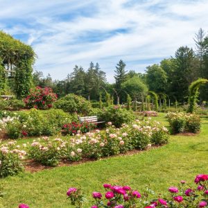 Beautiful rose garden