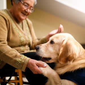 Older woman is seated and is smiling while petting a Golden Retriever. The dog has offered it's paw and the woman is holding it tenderly