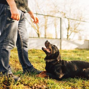 Dog laying in the grass looks up lovingly at it's owner, who is standing over him