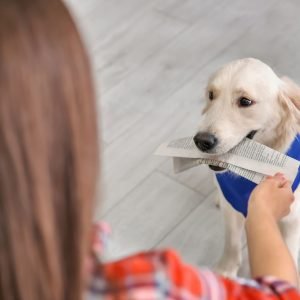 Woman is either handing or accepting a piece of paper from the mouth of a service dog, who is sitting patiently 