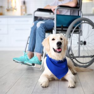 Dog - a young golden retriever - is wearing a blue bandana and laying down next to a wheelchair. The occupant of the wheelchair is blurred in the background