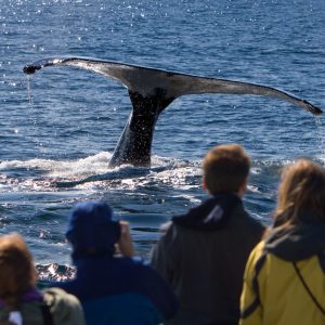 Tourists watching a whale from a boat tour