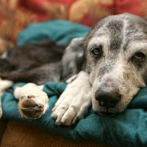An old hound dog looks balefully at the camera while laying on a pile of blankets