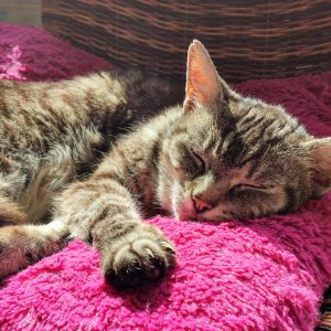 An older tabby cat sleeps happily in a sunny spot on a pink cushion