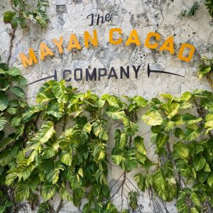 Photo of the wall entrance to the Mayan Cacao Factory, an adobe wall with variegated monstera leaves climbing up it