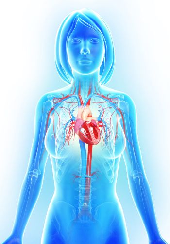 anatomy of female heart