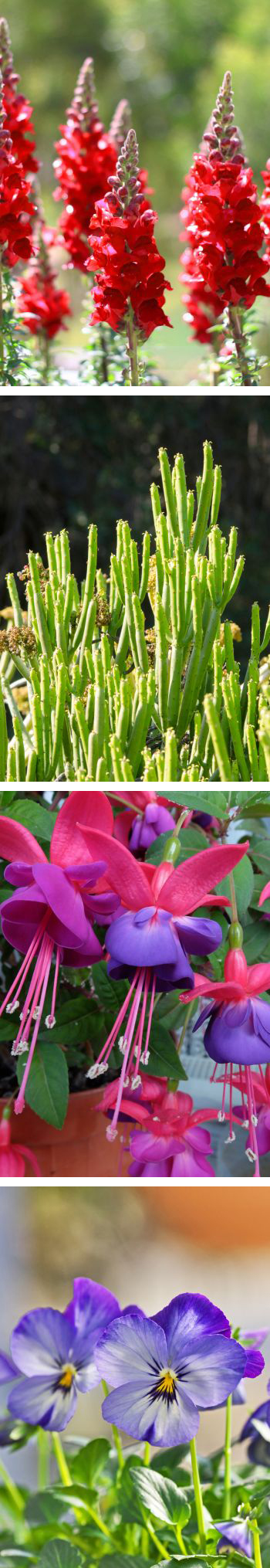 variety of spring flowers for windw box planters (from top, snapdragons, pencil cactus, fuschias, pansies)