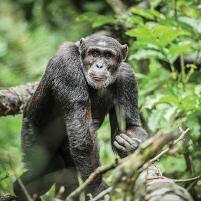 A chimpanzee seen while on a Ugandan safari