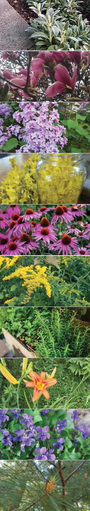 Common edimentals (top to bottom): Lamb's ear, magnolia, common lilac, forsythia, echinacea, goldenrod, herbs, daylily, sweet violets, evergreen