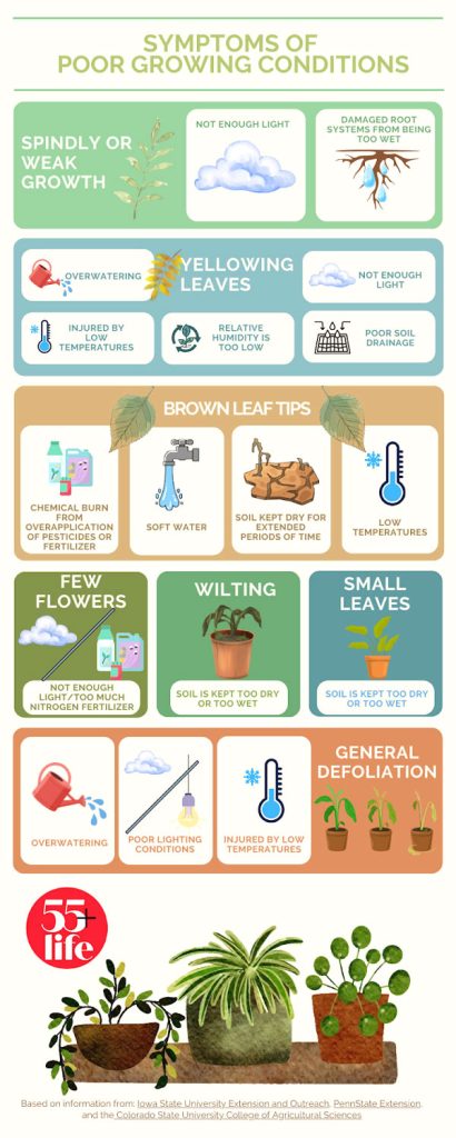 Poor growing conditions for houseplants