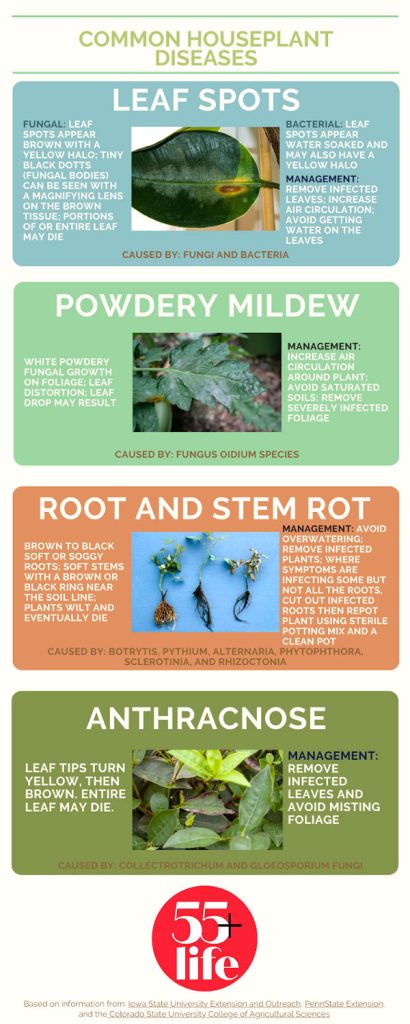 Common diseases that can affect houseplants