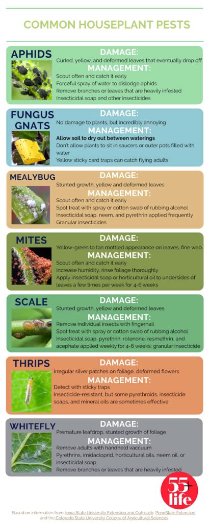 Common pests that affect houseplants