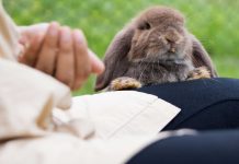 Silly Rabbits Aren’t Just for Kids — They’re Perfect House Pets, Too! Rabbit peeking up over a person's leg - rabbits as pets featured image