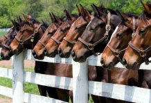 Quick Getaways: The Kentucky Derby