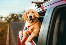 The Top 5 Dog-Friendly Vacation Destinations dog riding in car, head out the window