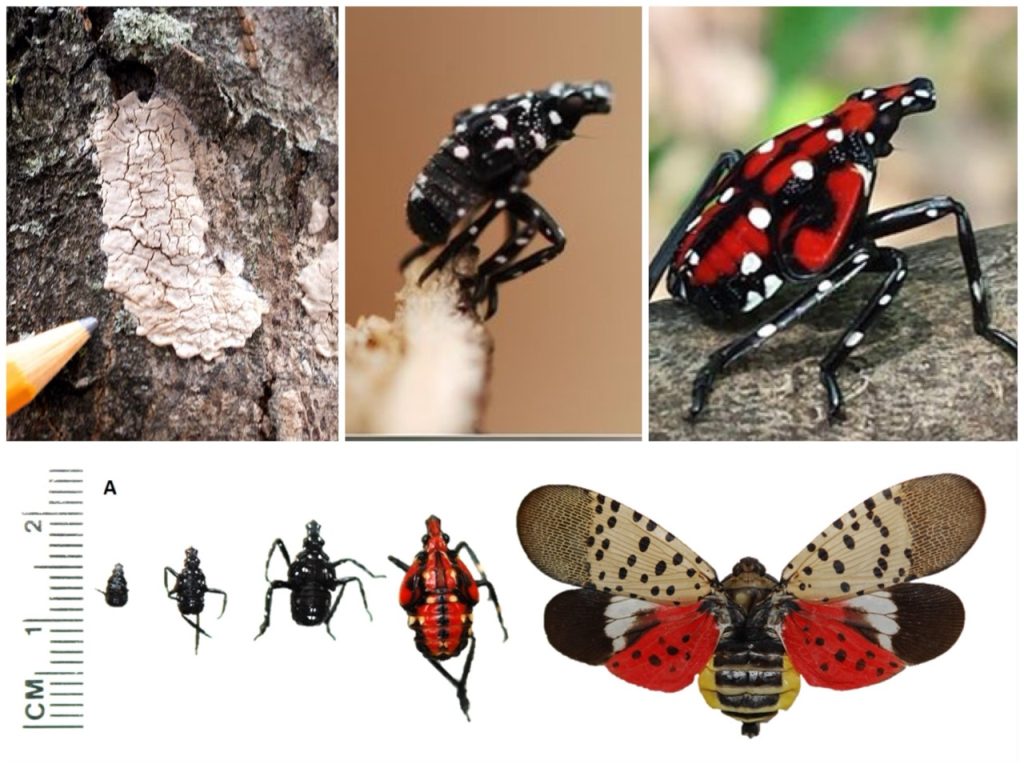 Identifying the Spotted Lanternfly - stages of life