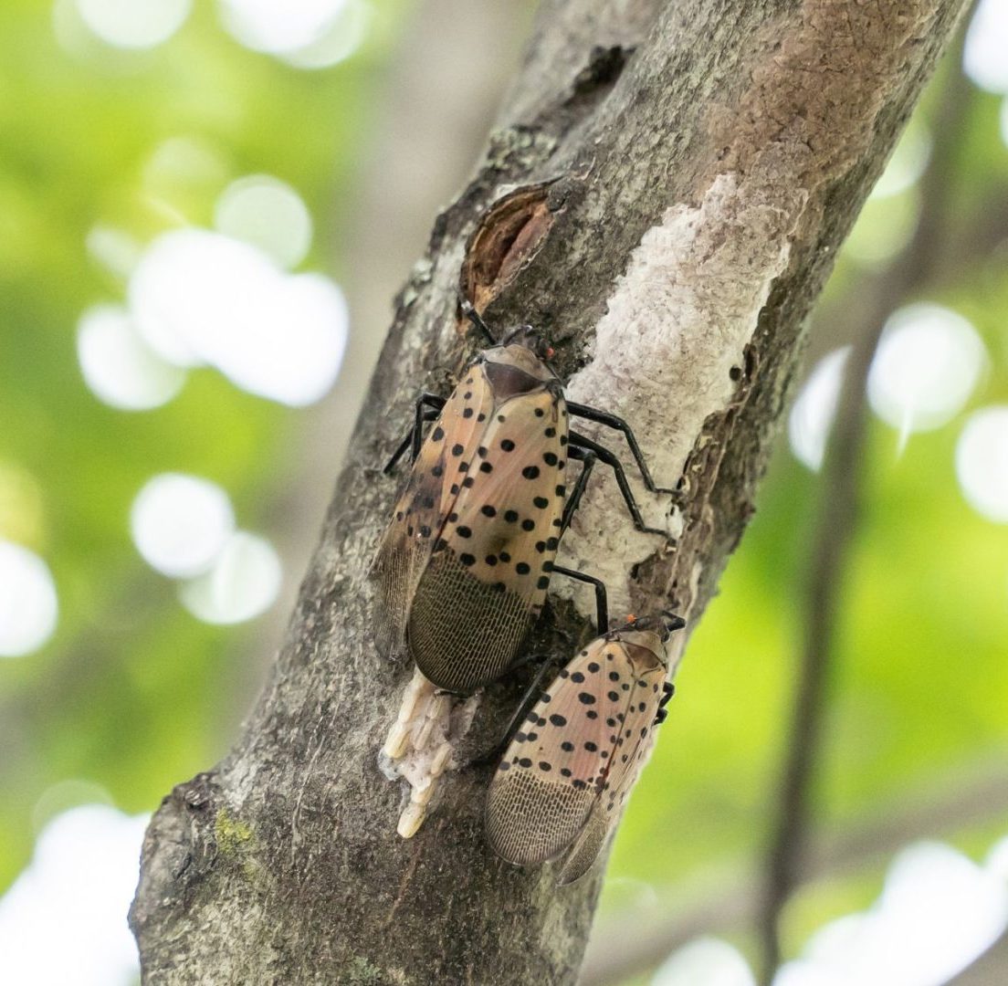Spotted Lanternflies laying eggs on a tree
