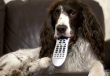 Pet TV: Entertainment for Your Fur Baby Dog sits on coach with remote control in its mouth