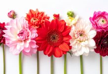 How to Grow a Cut-Flower Garden Almost Anywhere A row of cut flowers