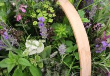 Medicinal Herbs you Can Grow At Home Basket of herbs including mint and rosemary_medicinal herbs featured image