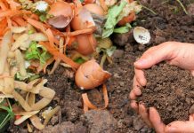The Science of Composting food scraps turning into compost