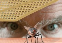 Best Ways to Get Bugs Out of Your House Close up of older man staring down a fly ready to swat it_featured image for best ways to get bugs out of your home_photo by cglade via Canva